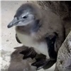 В «Роевом ручье» перевоспитывают пингвина Злюку (видео)