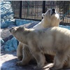 Зимой в «Роевом ручье» родится белый медвежонок