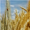 Рекордный урожай зерновых стал поводом для беспокойства властей