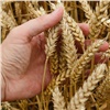 Красноярские аграрии намолотили более 2 млн тонн зерновых и зернобобовых