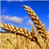 Итоги сельскохозяйственного года в Красноярском крае подведут на «Дне урожая-2017»