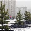 В Красноярске на месте автостоянки высадили сосны