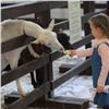 В Красноярске одновременно откроются выставка «Зоомир» и Ярмарка детских товаров