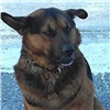 В Ачинске брошенный пес сутки сидел на проезжей части и ждал хозяина (видео)