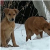 Скандально известного в Красноярске отловщика собак занесли в чёрный список