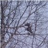 В Красноярске живодеры развесили на деревьях трупы животных 