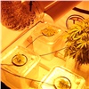 Житель Солнечного в арендованной квартире выращивал марихуану (видео)