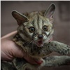 В красноярском зоопарке стало больше экзотических кошачьих генетт