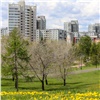 Летом в Красноярске посадят 12 тысяч новых деревьев