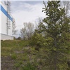 «Зелёная дружина СГК» высадит в Красноярске более 800 деревьев и кустарников