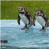 Пингвинов «Роева ручья» перевели в открытый вольер