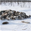 Срезающих панты у живых оленей браконьеров будут ловить в Красноярском крае
