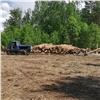 Депутат рассказала о незаконном захвате земли и вырубке леса под Красноярском 