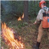 В Красноярском крае в 18 раз выросла площадь лесных пожаров, которые никто не тушит