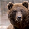 СМИ: на дачах в Красноярске медведь растерзал собаку