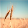 Красноярский край впервые отправил пшеницу в Литву