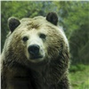 В Красноярском крае продолжается нашествие медведей (видео)