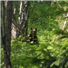 Медведи ушли из туристической зоны «Столбов» 
