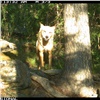 В фотоловушку Саяно-Шушенского заповедника попал редкий волк  (видео)