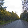 В Красноярске за 59 миллионов почистят лес рядом с объектами Универсиады