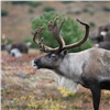 На севере Красноярского края у браконьеров изъяли более тонны пантов северного оленя