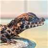 В красноярском зоопарке родился первый в России редкий крокодил