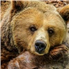 Железногорцев просят отказаться от прогулок по лесу из-за медведей