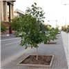 Мэрия Красноярска заказала деревья для города на 45 миллионов