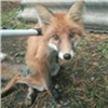 «Муки ее были страшные»: жительница Дивногорска несколько дней билась за жизнь дикой лисы 