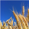 Аграрии Ачинского района в два раза увеличили посевы озимой ржи