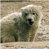 В самом северном поселке России поймали белого медвежонка и привезут его в Красноярск