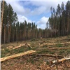 Под Красноярском участок векового леса вырубили для строительства коттеджей