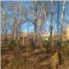 Застройщики снова покушаются на Березовую рощу Красноярска: в лесу хотят строить очередные высотки