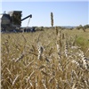 Краевые аграрии намолотили более двух млн тонн зерна