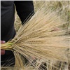 Аграрии Курагинского района убрали с полей 47 тысяч тонн зерна