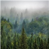 Прорывной сезон: в Красноярском крае восстановили почти 60 тысяч га леса