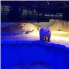 Красноярские зоологи наконец определили пол белого медвежонка с Диксона