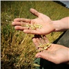 Краевые аграрии подведут итоги сельскохозяйственного года и отпразднуют «День урожая»