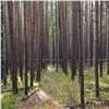 Компания из Саяногорска проведет санитарные вырубки в городских лесах Красноярска
