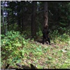Красноярский медведь «Танцор диско» стал абсолютным победителем конкурса фотографий