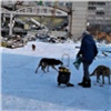 Зоозащитники прикормили стаю из 25 бродячих собак на стройке в центре Красноярска
