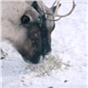 Оленям из красноярского зоопарка приготовили леденцы из ягеля и спрятали их в снег (видео)