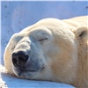 Красноярцев позвали в зоопарк «будить медведей»
