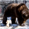 Красноярские медведи «выбрали» президента Украины (видео)