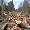 В Красноярском крае здоровый лес выдали за погоревший, чтобы провести там санитарные рубки