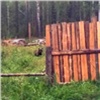 Жители Лесосибирска засняли медведей около своих дач