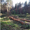 В Курагинском районе предприниматель вырубил деревья на 16 миллионов. Лесники ничего не видели