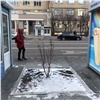 Мэрия объяснила вырубку кленов в центре Красноярска