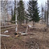 В Красноярском крае браконьер загнал в ловушку лося и застрелил