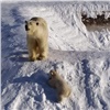 «Малыш активный и любознательный: опекаемая «Роснефтью» медведица в Якутии показала своего малыша онлайн (видео)
